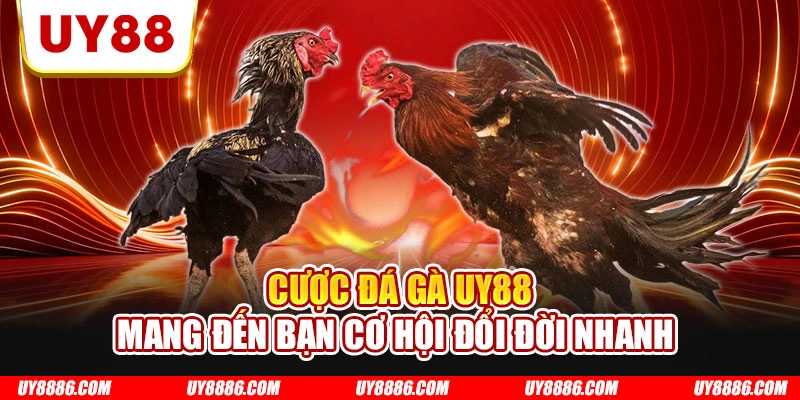 Cược đá gà UY88 mang đến bạn cơ hội đổi đời nhanh 